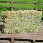 USチモシー・シングル